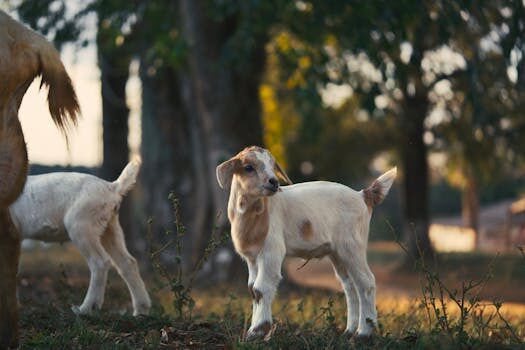 Abogados en Asesor.Legal | Asesoría legal para Abogados agrarios en Gandía para defensa en contratos de arrendamiento rústico Abogados en Asesor.Legal abogados agrarios en gandia para defensa en contratos de arrendamiento rustico 2