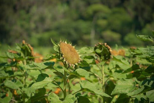 Abogados en Asesor.Legal | Asesoría legal para Abogados agrarios en Sagunto para conflictos de lindes Abogados en Asesor.Legal abogados agrarios en sagunto para conflictos de lindes 2