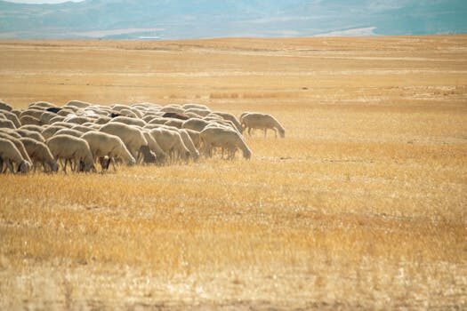 Abogados en Asesor.Legal | Asesoría legal para Abogados agrarios en Sagunto para conflictos de lindes Abogados en Asesor.Legal abogados agrarios en sagunto para conflictos de lindes 3