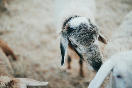 Abogados en Asesor.Legal | Asesoría legal para Errores comunes en derecho agrario en Valencia sin asesoría de abogados Abogados en Asesor.Legal errores comunes en derecho agrario en valencia sin asesoria de abogados 1