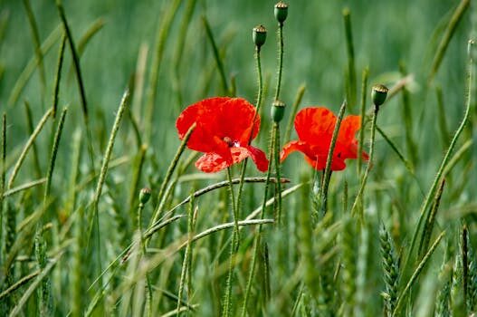 Abogados en Asesor.Legal | Asesoría legal para Errores comunes en derecho agrario en Valencia sin asesoría de abogados Abogados en Asesor.Legal errores comunes en derecho agrario en valencia sin asesoria de abogados 5