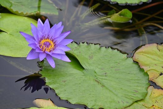 Abogados en Asesor.Legal | Asesoría legal para Los mejores abogados de aguas en Valencia para litigios de comunidades de regantes Abogados en Asesor.Legal los mejores abogados de aguas en valencia para litigios de comunidades de regantes 3