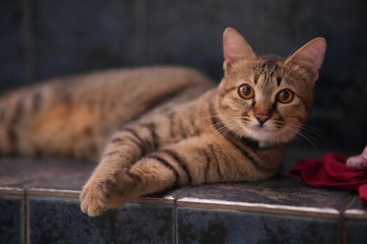 Abogados en Asesor.Legal abogada especialista en derecho de los animales en valencia 4