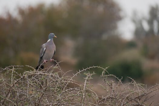 Abogados en Asesor.Legal abogado animalista en alicante albacete y murcia 2