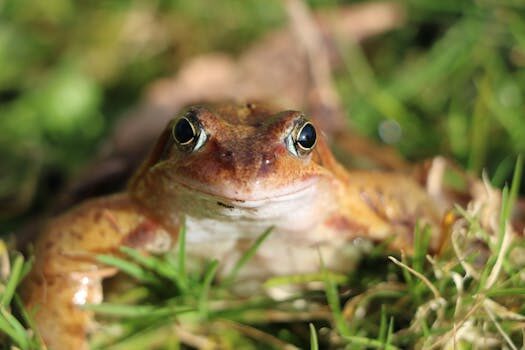 Abogados en Asesor.Legal abogado animalista en alicante albacete y murcia 4