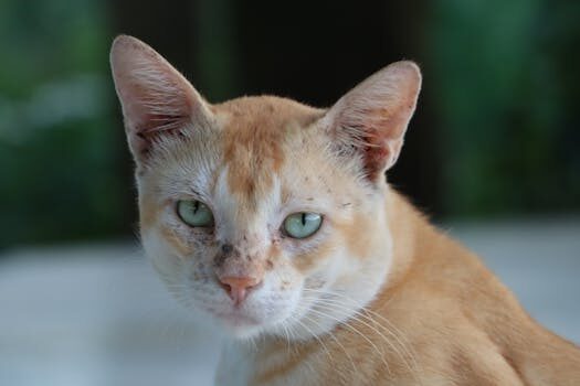 Abogados en Asesor.Legal abogados canonicos en valencia para defensa en nulidades ante el tribunal eclesiastico 1