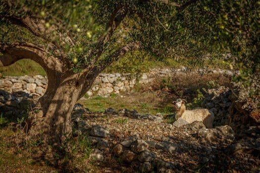 Abogados en Asesor.Legal | Asesoría legal para Abogados expertos en consumo animal y productos defectuosos Abogados en Asesor.Legal abogados expertos en consumo animal y productos defectuosos 3