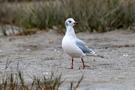 Abogados en Asesor.Legal | Asesoría legal para Abogados expertos en consumo animal y productos defectuosos Abogados en Asesor.Legal abogados expertos en consumo animal y productos defectuosos 5