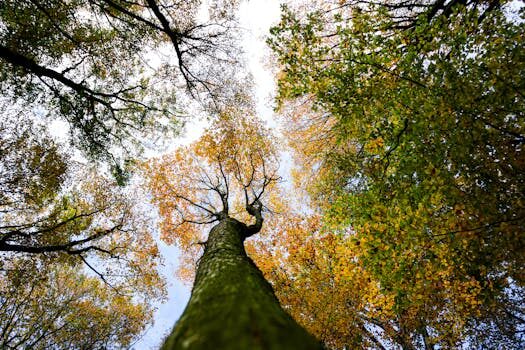 Abogados en Asesor.Legal bufetes medioambientales en valencia para defensa en procesos contenciosos 3