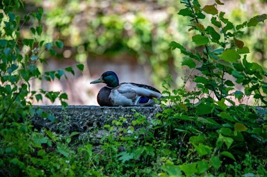 Abogados en Asesor.Legal como apoyan abogados urbanistas en sagunto a comunidades con licencias irregulares 5