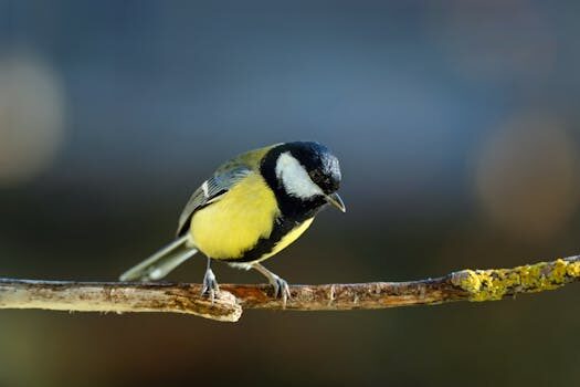 Abogados en Asesor.Legal como reclamar a dominos pizza por comida en mal estado 2