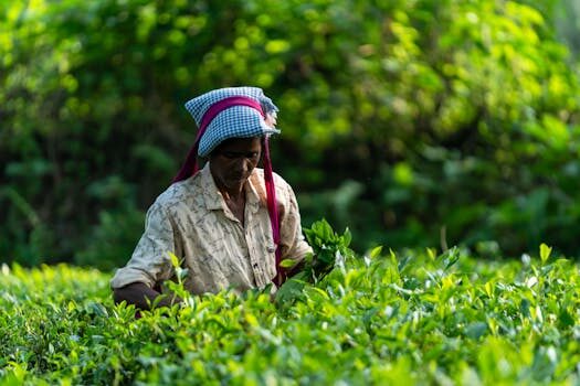 Abogados en Asesor.Legal | Asesoría legal para Cómo reclamar a Heineken por producto contaminado Abogados en Asesor.Legal como reclamar a heineken por producto contaminado 4