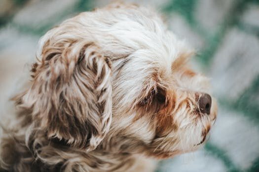 Abogados en Asesor.Legal | Asesoría legal para Cómo reclamar a Kiwoko por productos para mascotas dañados Abogados en Asesor.Legal como reclamar a kiwoko por productos para mascotas danados 3