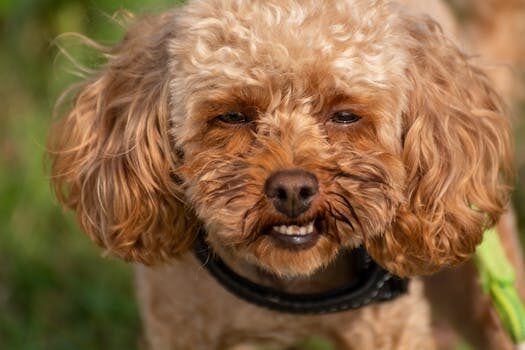 Abogados en Asesor.Legal como reclamar a kiwoko por productos para mascotas danados 5