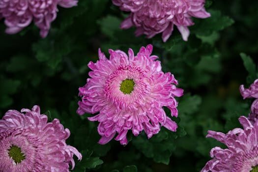 Abogados en Asesor.Legal | Asesoría legal para Qué hacer si Carrefour Online no entrega productos frescos Abogados en Asesor.Legal que hacer si carrefour online no entrega productos frescos 1