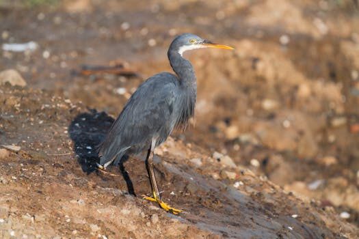 Abogados en Asesor.Legal que hacer si netflix me cobra dos veces 1