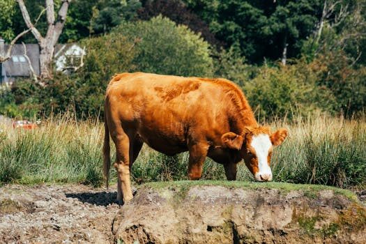 Abogados en Asesor.Legal que hacer si taurus rechaza reparacion sin motivo 5