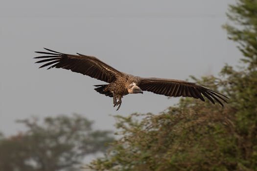 Abogados en Asesor.Legal | Asesoría legal para Qué hacer si Vueling retrasa mi vuelo Abogados en Asesor.Legal que hacer si vueling retrasa mi vuelo 3