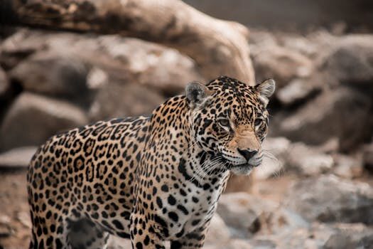 Abogados en Asesor.Legal como denunciar a jaguar por fallos en el adblue y que puede hacer tu abogado 3