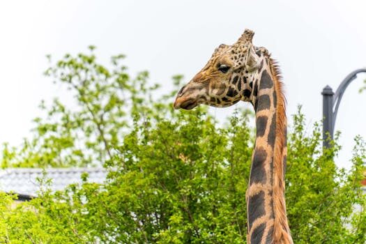 Abogados en Asesor.Legal | Asesoría legal para Cómo usar IA si necesitas cancelar una compra grande Abogados en Asesor.Legal como usar ia si necesitas cancelar una compra grande 3