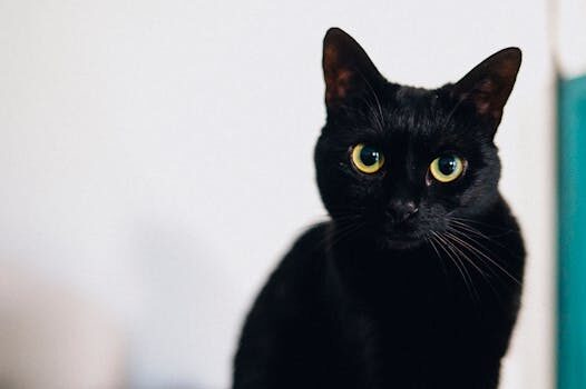 Abogados en Asesor.Legal custodia de mascotas tras el divorcio guia legal actualizada 1