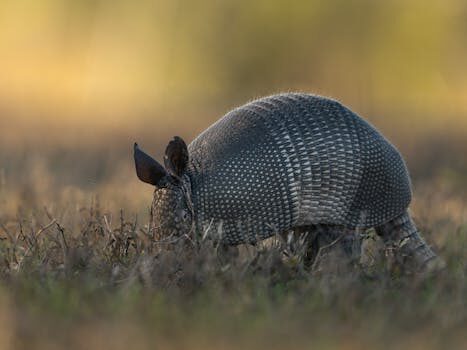 Abogados en Asesor.Legal derecho de defensa vulnerado como pedir nulidad apelacion y amparo constitucional 3
