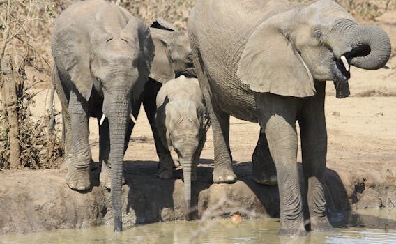 Abogados en Asesor.Legal errores en la solicitud del bono social relacionados con enilive 3