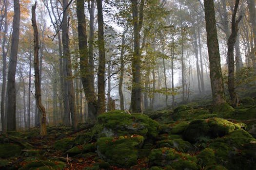 Abogados en Asesor.Legal | Asesoría legal para Filtro FAP Nissan: cómo reclamar Abogados en Asesor.Legal filtro fap nissan como reclamar 3