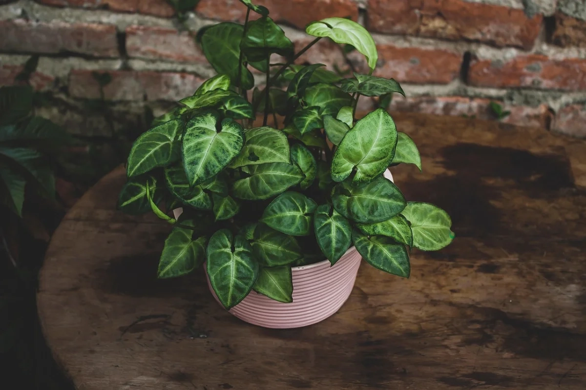 IA para revisar contratos de arrendamiento rústico