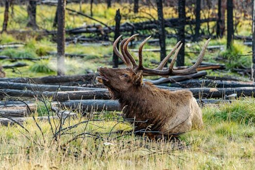 Abogados en Asesor.Legal gemini para consultas rapidas sobre multas de aparcamiento 2