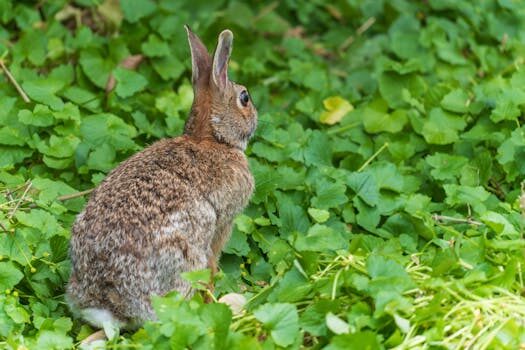 Abogados en Asesor.Legal gemini para interpretar demandas de pequena cuantia 2