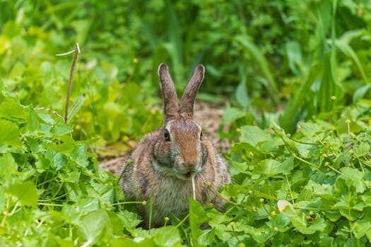 Abogados en Asesor.Legal gemini para interpretar demandas de pequena cuantia 3