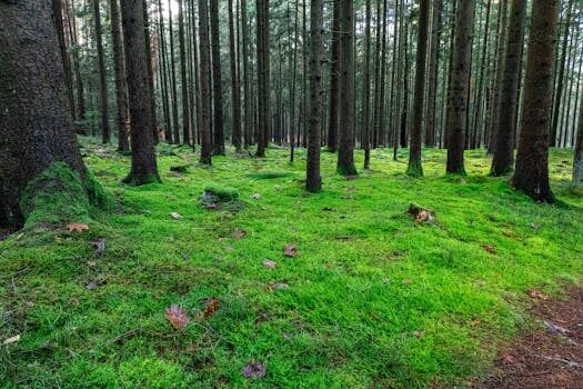 Abogados en Asesor.Legal | Asesoría legal para Lar responsable de piso con problemas: opciones y soluciones Abogados en Asesor.Legal lar responsable de piso con problemas opciones 5
