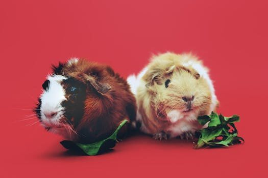 Abogados en Asesor.Legal mascotas y divorcio quien se queda al animal tras la ruptura 1