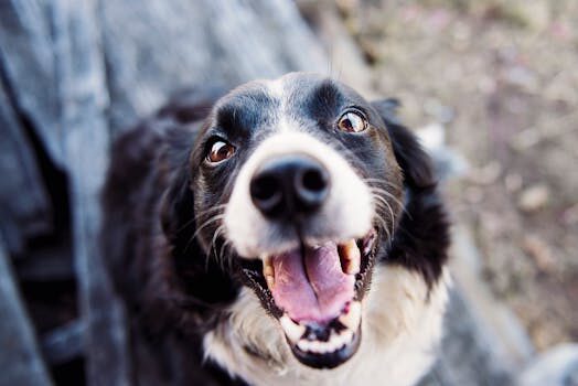 Abogados en Asesor.Legal mascotas y divorcio quien se queda al animal tras la ruptura 3