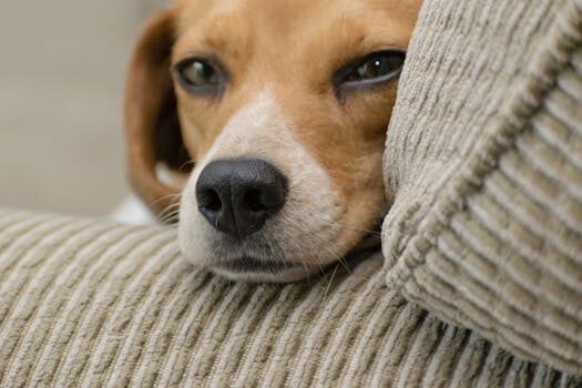 Abogados en Asesor.Legal mascotas y divorcio quien se queda al animal tras la ruptura 4