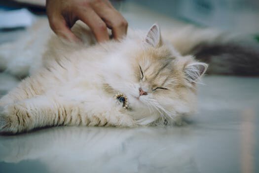 Abogados en Asesor.Legal met energia exige pagos por energia en viviendas okupadas 5