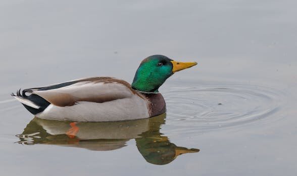 Abogados en Asesor.Legal plazo legal para reclamar facturas de gas emitidas por cepsa gas 4