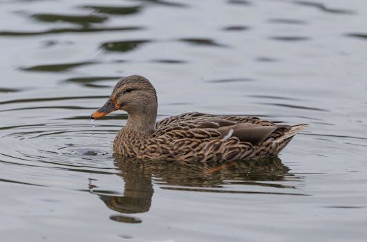 Abogados en Asesor.Legal que hacer si nortegas factura un local comercial cerrado 3