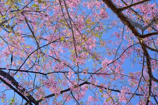 Abogados en Asesor.Legal tiempos de resolucion en el smac guia actualizada 2