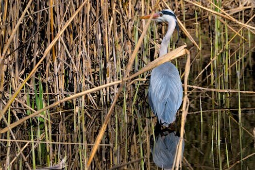 Abogados en Asesor.Legal acoso penal stalking cuando es recomendable acudir a un abogado para denunciar y solicitar medidas cautelares 1