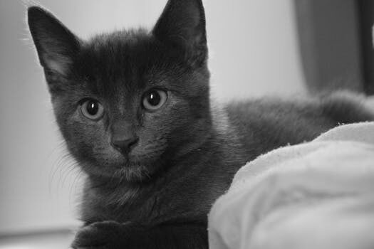 Abogados en Asesor.Legal arresto domiciliario como te asesora un abogado sobre su cumplimiento y posibles recursos 1