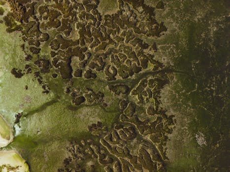 Abogados en Asesor.Legal | Asesoría legal para Delito medioambiental: cómo actuar si tu empresa recibe una acusación y preparar la defensa Abogados en Asesor.Legal delito medioambiental como actuar si tu empresa recibe una acusacion y como preparar la defensa 4