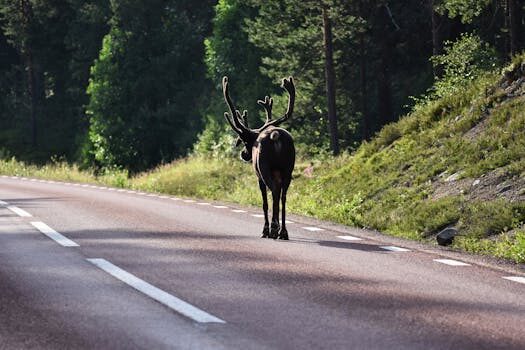 Abogados en Asesor.Legal | Asesoría legal para Denuncia por maltrato animal: cuándo es recomendable ir acompañado de abogado Abogados en Asesor.Legal denuncia por maltrato animal cuando conviene ir acompanado de abogado 4