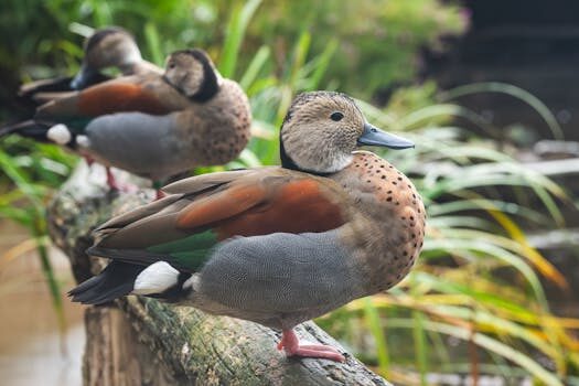Abogados en Asesor.Legal derechos de los animales cuando conviene acudir a un abogado especializado 2