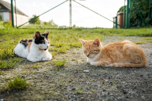 Abogados en Asesor.Legal derechos de los animales cuando conviene acudir a un abogado especializado 3