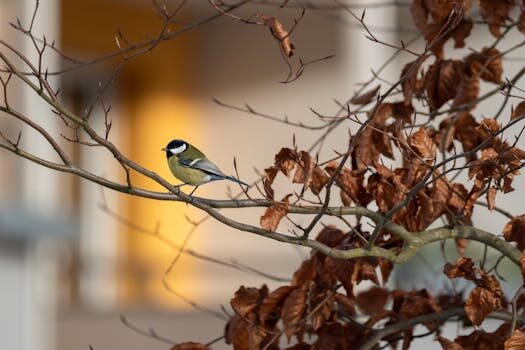 Abogados en Asesor.Legal derechos de los animales cuando conviene acudir a un abogado especializado 4