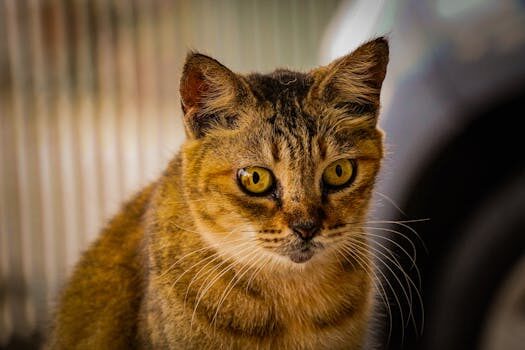 Abogados en Asesor.Legal derechos de los enfermos como te ayuda un abogado a hacerlos valer ante centros medicos 1