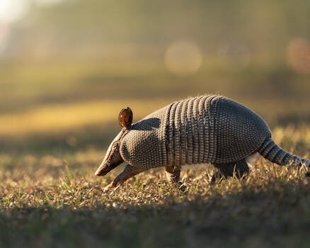 Abogados en Asesor.Legal endurecimiento penas por maltrato animal como denunciar y como recuperar a tu animal 2