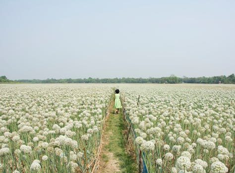 Abogados en Asesor.Legal | Asesoría legal para Fiscalidad agraria: cuándo necesitas un abogado para optimizar impuestos en el campo Abogados en Asesor.Legal fiscalidad agraria cuando necesitas un abogado para optimizar impuestos en el campo 1